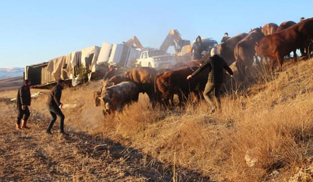 Tokat'ta büyükbaş yüklü TIR devrildi