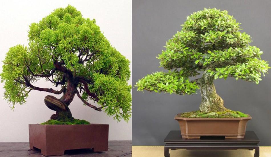 Bonsai Agac Nasil Yetistirilir Bonsai Agac Bakimi Nasil Yapilir Bonsai Agac Ozellikleri Pratik Bilgiler Haberleri
