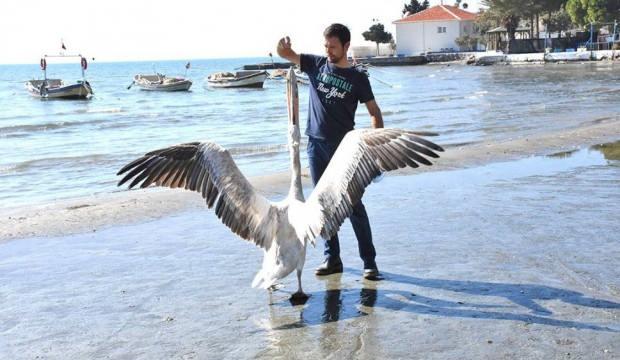 Tepeli pelikan, kendisini kurtaran balıkçıyı bırakmadı