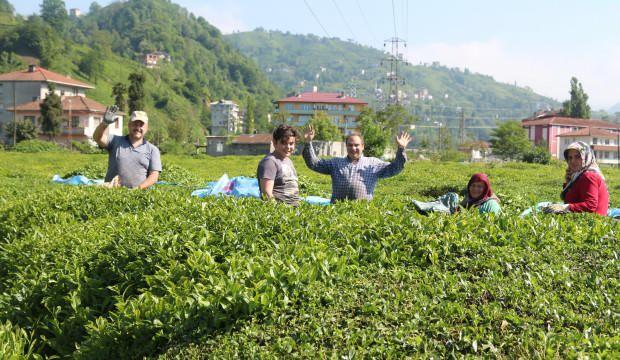 Karadeniz'e 'çay göçü' öncesi koronavirüs uyarısı!