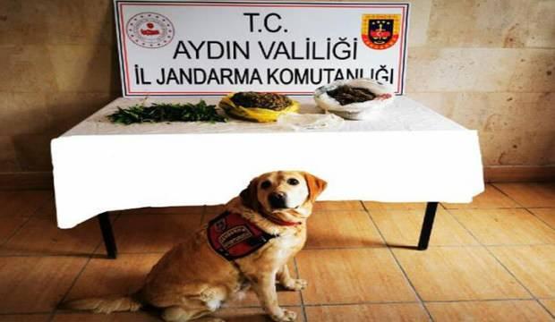 Zeytin ağacının dibine gömülü uyuşturucu narkotik köpeği 'Dilbaz' buldu