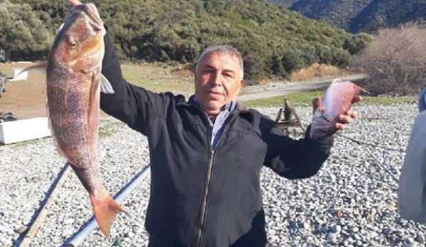 Amatör balıkçı oltasıyla 7 kiloluk sinarit avladı