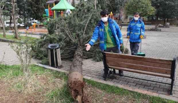 Fırtına parkın 25 yıllık çam ağacını devirdi