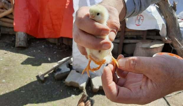 4 ayaklı civciv görenleri hayrete düşürüyor