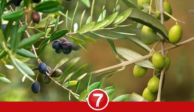 Zeytin yaprağı çayı faydaları nelerdir? Zeytin yaprağı çayı nasıl yapışır?