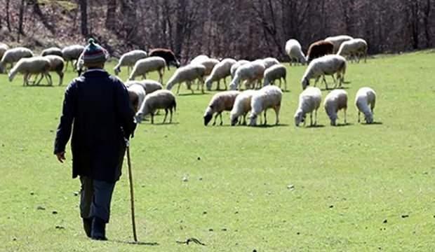Aylık 5 bin lira maaşla çalıştıracak çoban bulamıyorlar