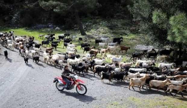 Teknolojik çoban: Keçilerini drone ile takip ediyor