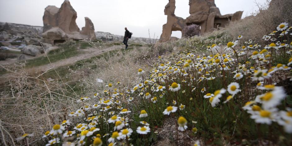 Bahar çiçekleri Kapadokya'yı renklendirdi