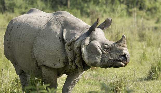 Nepal'de tek boynuzlu gergedan sayısı 6 yılda 107 arttı