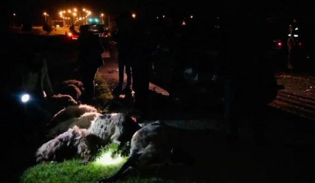 Otomobil sürüye daldı, 29 hayvan telef oldu