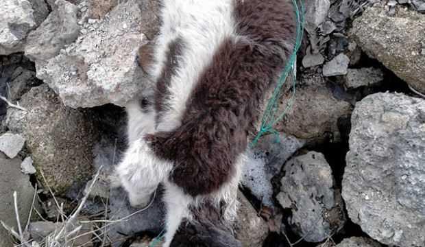 Vahşet kokuyla ortaya çıktı! 70'e yakın köpek ölüsü bulundu