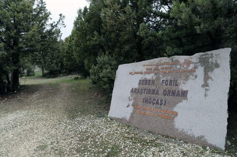 DzZeY_1618553820_2814 Türkiye'nin ilk fosil ormanı UNESCO yolunda