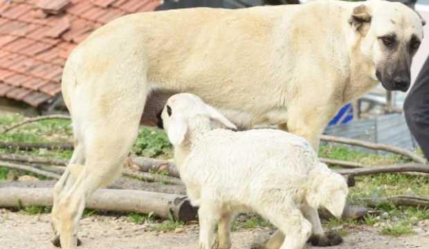 Çoban köpeği, kuzunun 'süt annesi'