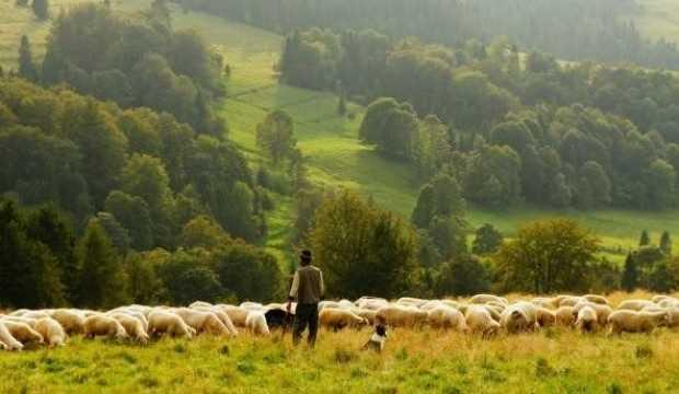 Köye dönene büyük teşvik! Vergiden bile muaf olacaklar