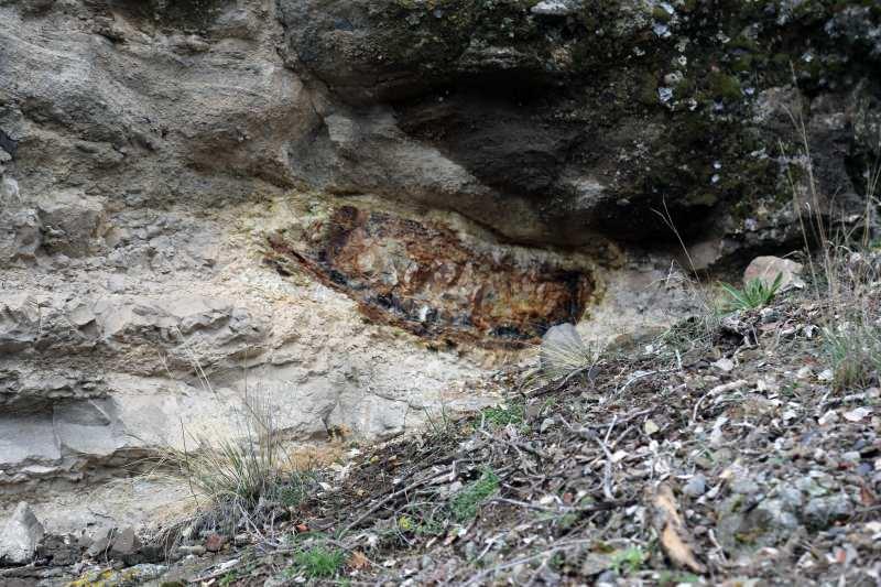 viKxB_1618553753_4623 Türkiye'nin ilk fosil ormanı UNESCO yolunda
