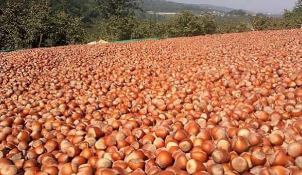 2021 fındık destek ödemeleri yattı mı? Nisan ayı il il fındık fiyatları...