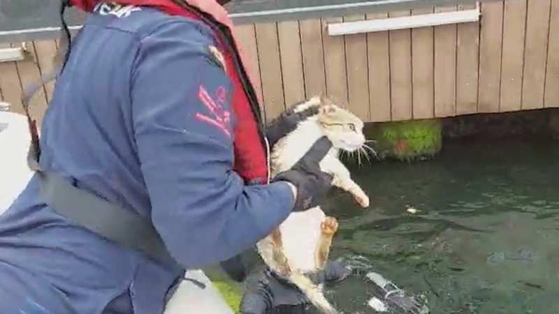 Beylerbeyi'nde iskele altına sıkışan kedi kurtarıldı