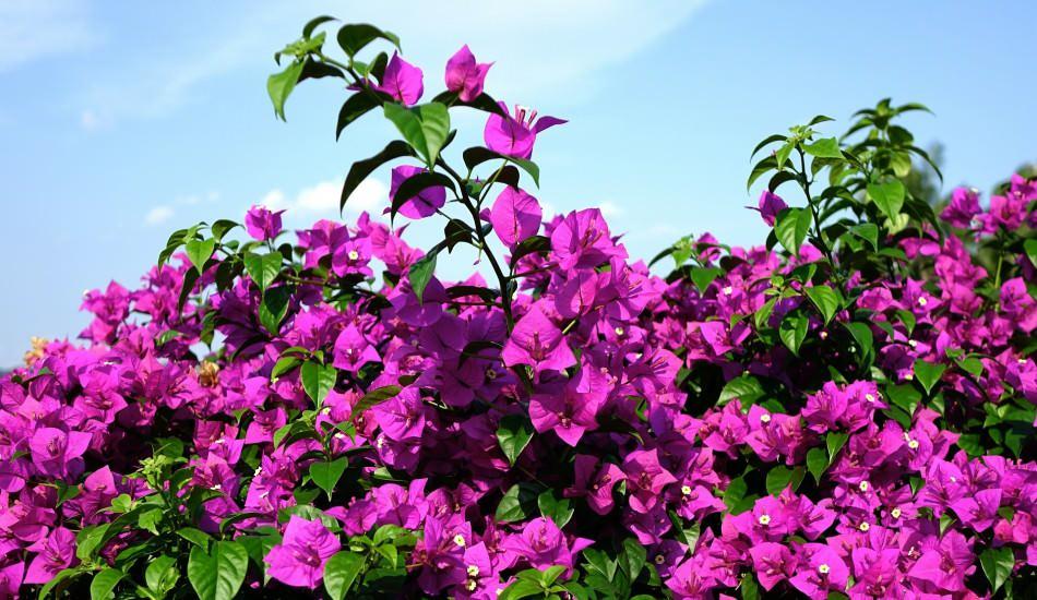 Begonvil Cicegi Bakimi Ve Sulamasi Nasil Yapilir Begonvil Cicegi Ozellikleri Nelerdir Pratik Bilgiler Haberleri