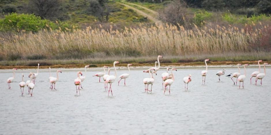 Gelibolu Yarımadası flamingolarla şenlendi