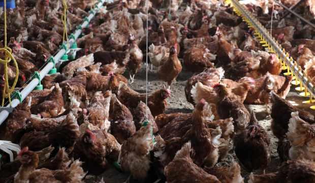 Köyüne dönen emekli memur, organik yumurta üretimi için tavuk çiftliği kurdu