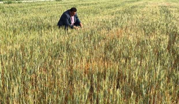 Mardin’de çiftçilerin kuraklık çığlığı