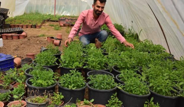 Şekerden 300 kat daha tatlı! Üretimine başladı
