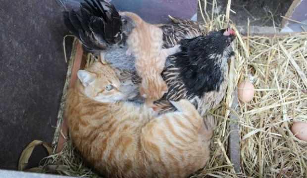 Yavru kedilerin ‘nöbetçi annesi’