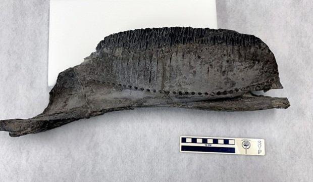 72 milyon yıllık ördek gagalı dinozor keşfedildi