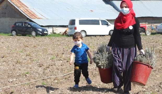 Bolu’da üreten kadınların hedefi 'lavanta'