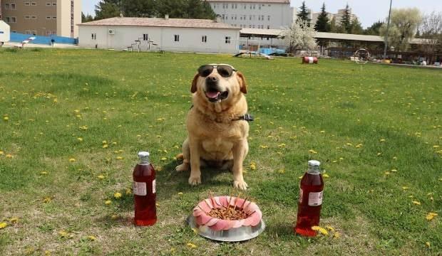 Jandarmanın gözbebeği Hisar emekli oldu