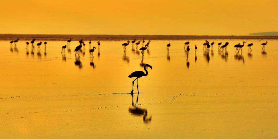 Kuş Cenneti Tuz Gölü flamingolarla şenlendi