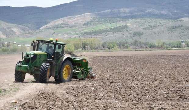 Sivas'ta ilk kenevir tohumları toprakla buluşturuldu