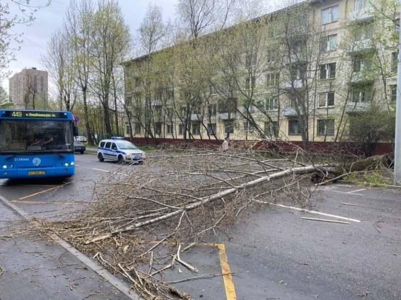 Moskova'da şiddetli rüzgar 56 ağacı devirdi