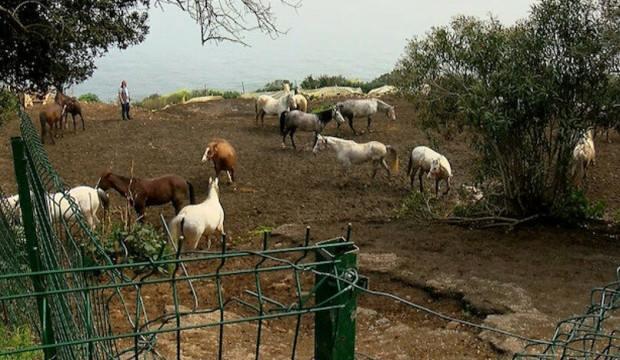 Adalar’da ürküten iddia: Sağlıklı atları ruam hastası atlarla aynı yere kapattılar
