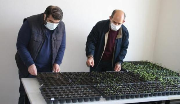 Osmanlı'da efsane renk olarak bilinen bitki Edirne'de yetiştirilecek!