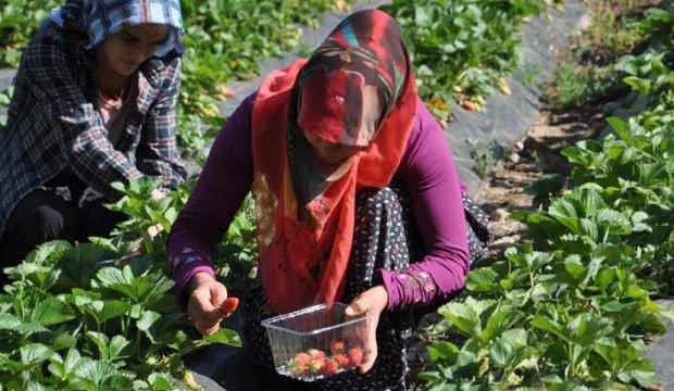 İslahiye'de özel izinle çilek hasadına başlandı