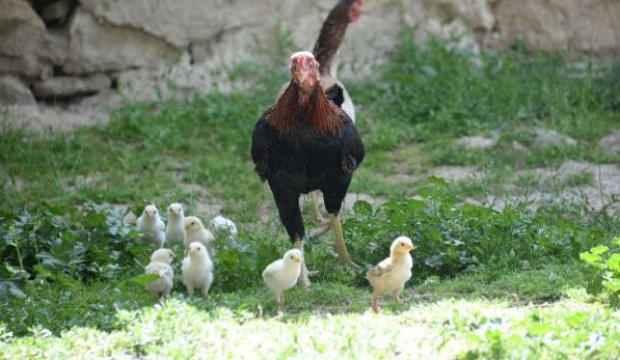 Kuluçkaya tavuk yerine oturan horoz, civcivlere annelik yapıyor 