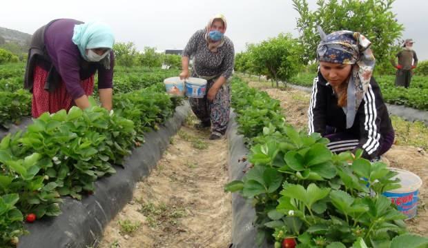 Mersin'de üretiliyor dünyaya satılıyor