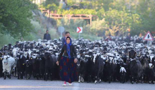 Yörüklerin 40 gün sürecek göçü başladı