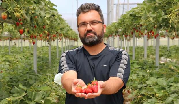 15 yıl çalıştığı işini bırakıp, çilek üretimine başladı