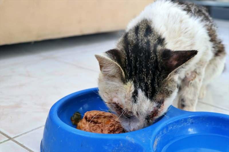 Osmaniye'de göz küreleri zarar görmüş halde bulunan kedi tedavi altına alındı