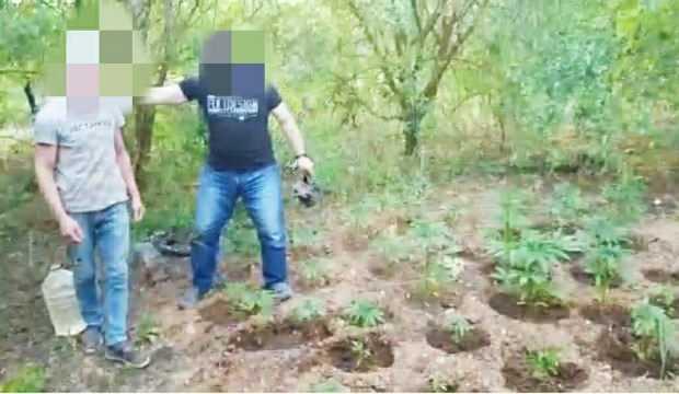 Başkasına ait bahçedeki kenevirlerini suluyordu! Jandarma suçüstü yakaladı