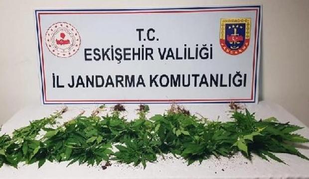 Eskişehir'de başkasının bahçesine ektiği Hint kenevirlerini sularken yakalandı