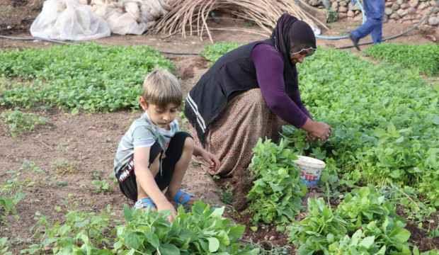 İmece usulü yılda yaklaşık 20 milyon sebze fidesi üretiyor