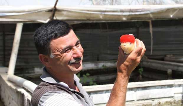 Serada sebze yerine süs balığı yetiştirmeye başladı