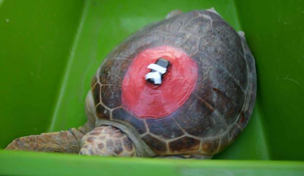 uydudan izlenen caretta caretta iki yilda 10 bin kilometre yol aldi guncel haberleri