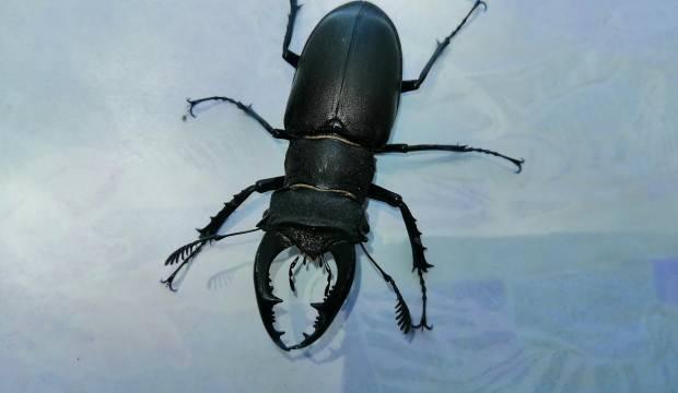 Nesli tükeniyor! Bodrum'da geyik böceği görüldü