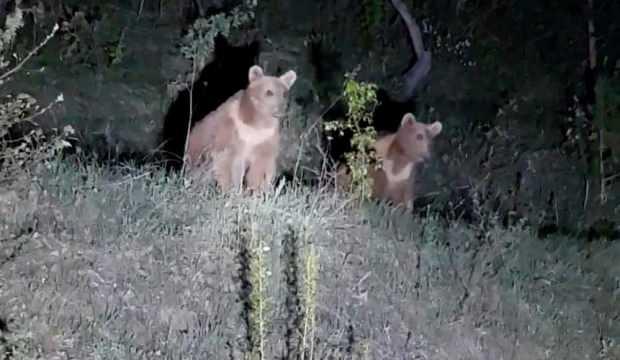 Yavru ayıların ilginç görüntüleri kameralara takıldı
