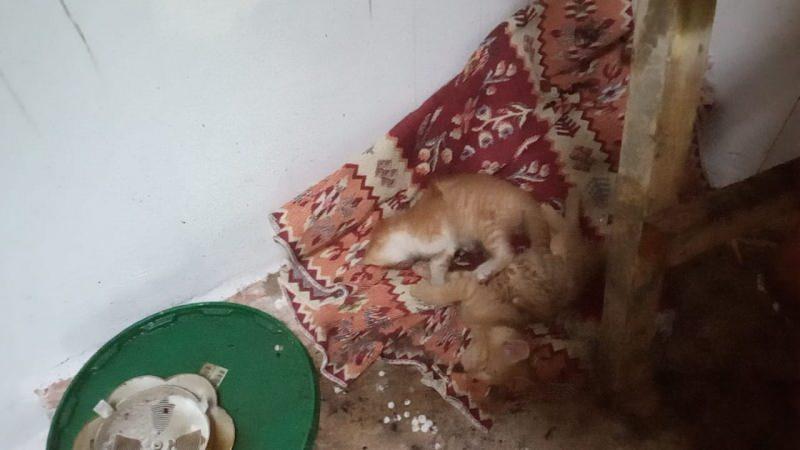 Bafra'da çatı katında yangın: 3 kardeş yaralandı, 2 kedi öldü
