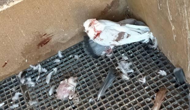  40 güvercini başıboş köpekler parçaladı